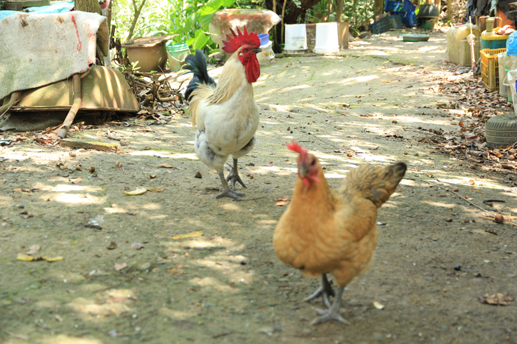 阿貴的工作雞是平衡園區生態的好幫手